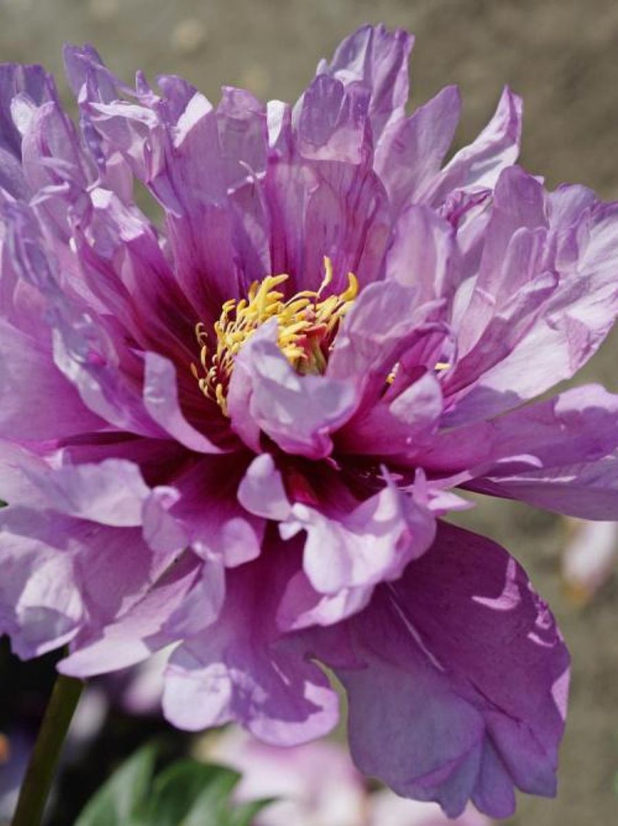 Paeonia Itoh First Arrval Nyhet