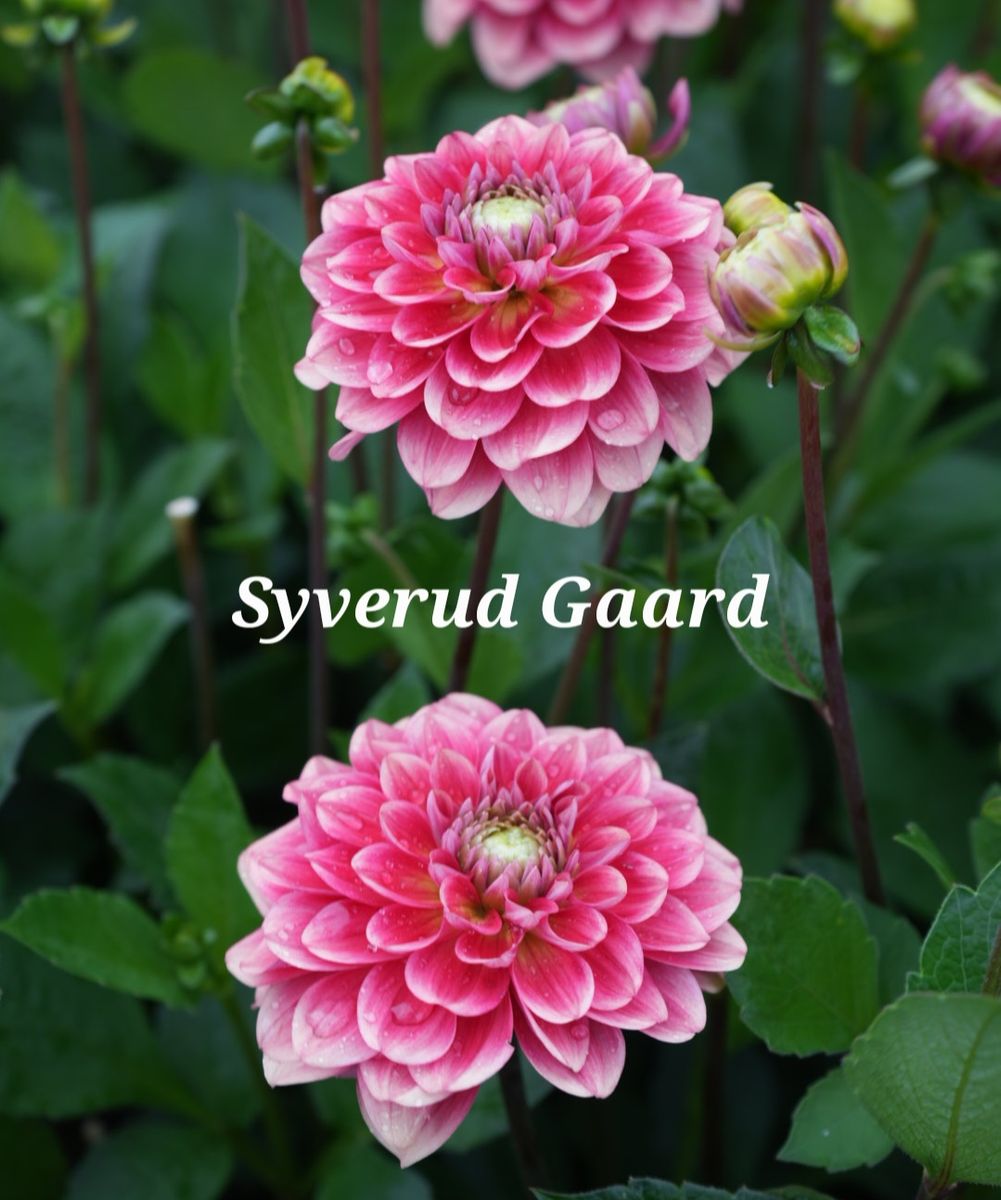 Dahlia Salmon Society Nyhet 2026