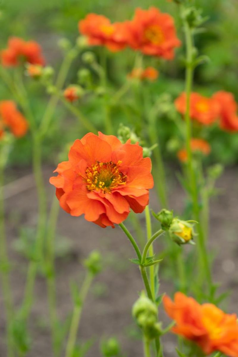 Geum Miss Clementine 1 stykk   Nyhet