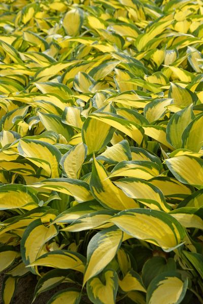 Hovedbilde Hosta Forbidden Fruit 1 stykk Nyhet