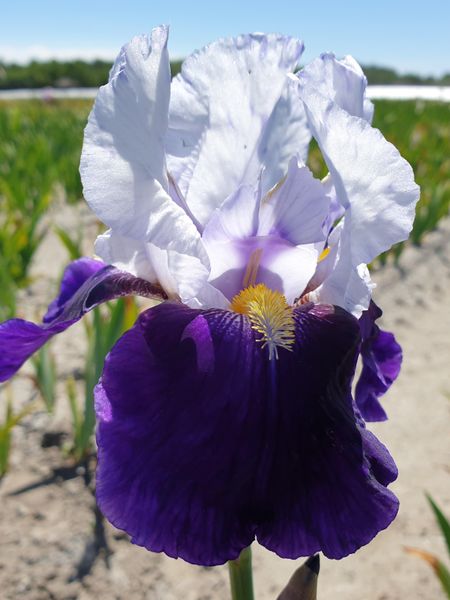 Hovedbilde Iris Germanica Night Edition  Nyhet 2026