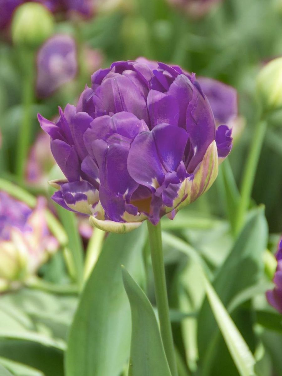 Tulipan Blue Wow 7 stykk