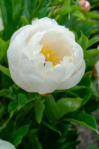 Hovedbilde Paeonia Itoh Love Affair Nyhet