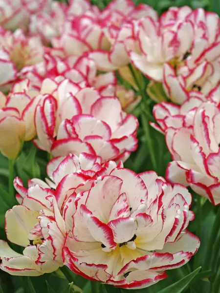 Hovedbilde Tulipan Wild Desire  5 stykk Nyhet