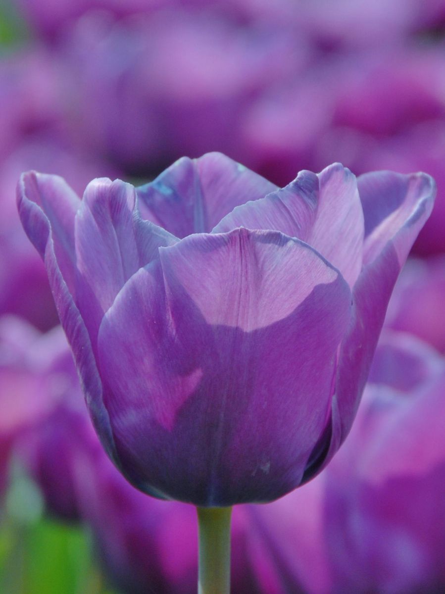 Tulipan Blue Aimable 10 stykk 