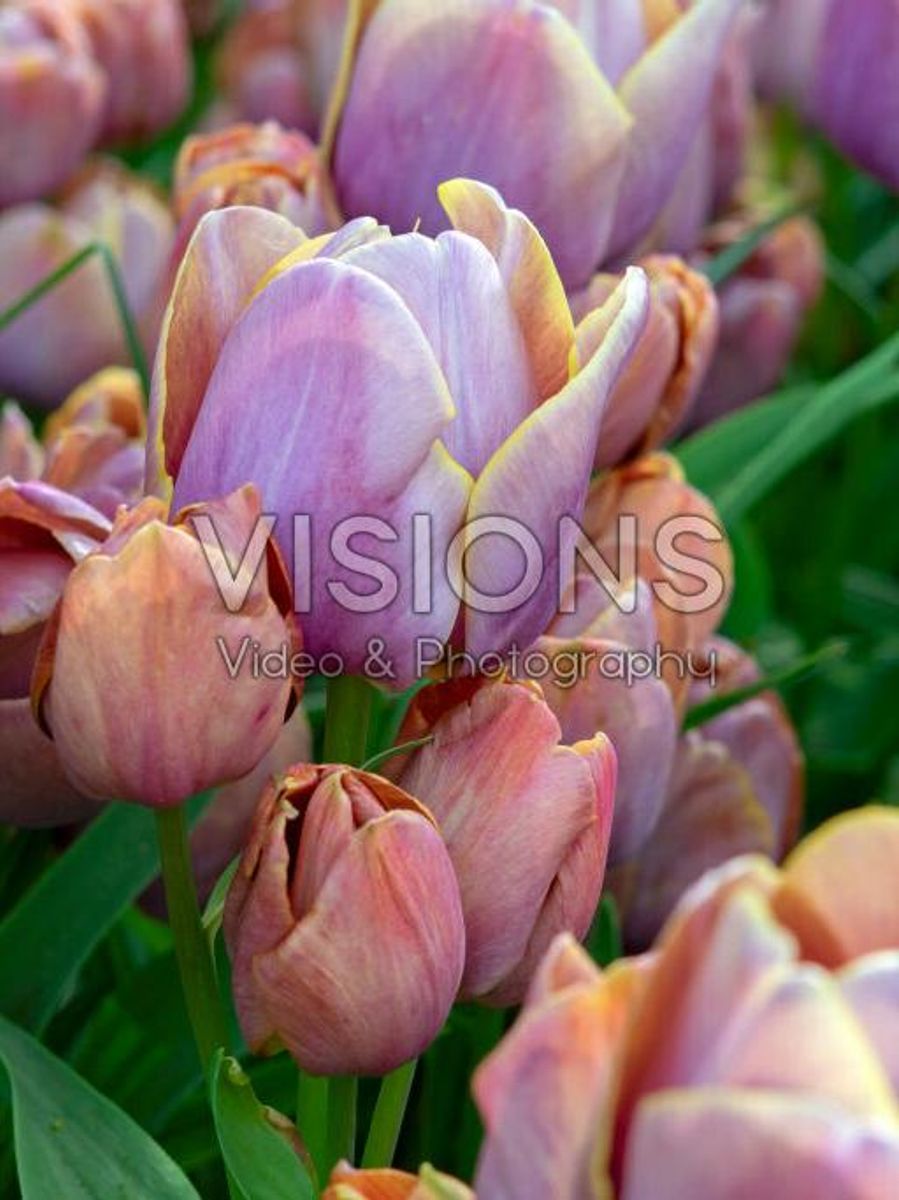Tulipan Blue Heaven 10 stykk 