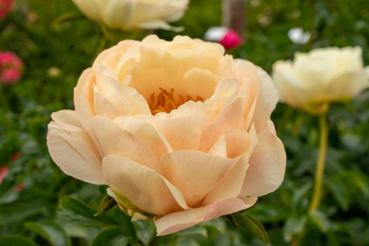 Paeonia King`s Day Nyhet