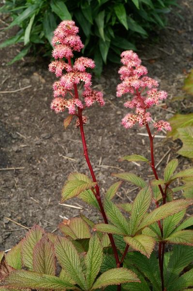 Hovedbilde Rodgersia Pinnata Superba1 stykk Nyhet