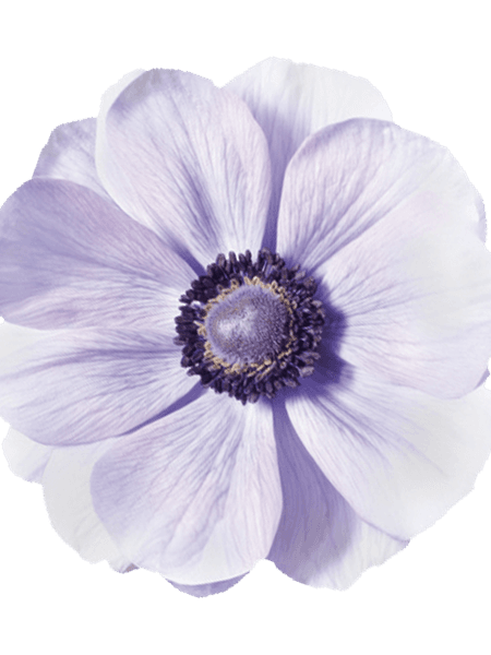Hovedbilde Anemone MISTRAL PLUS® Azzurro 5 stykk Nyhet