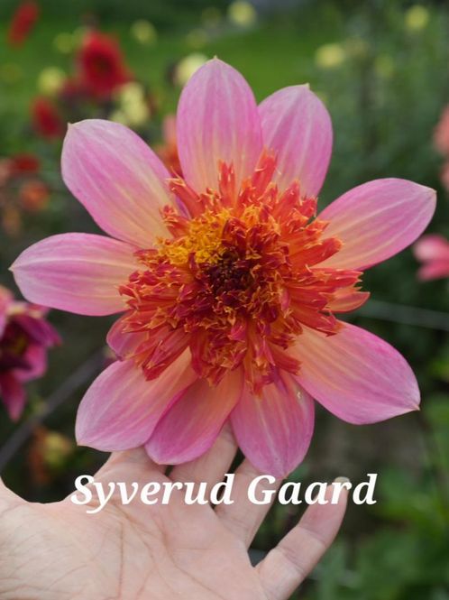 Hovedbilde Dahlia Lava Glow Nyhet 2027