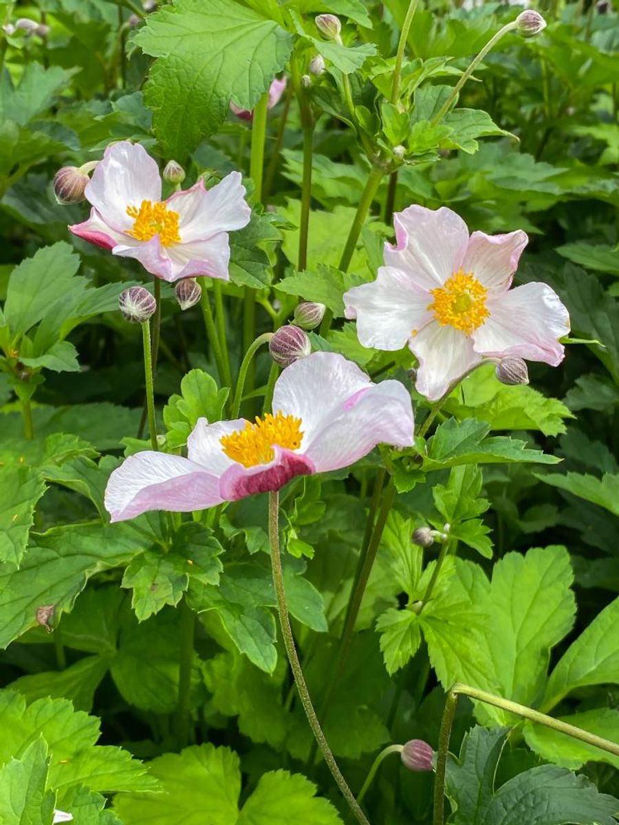 Anemone Robustissima  1 stykk Nyhet