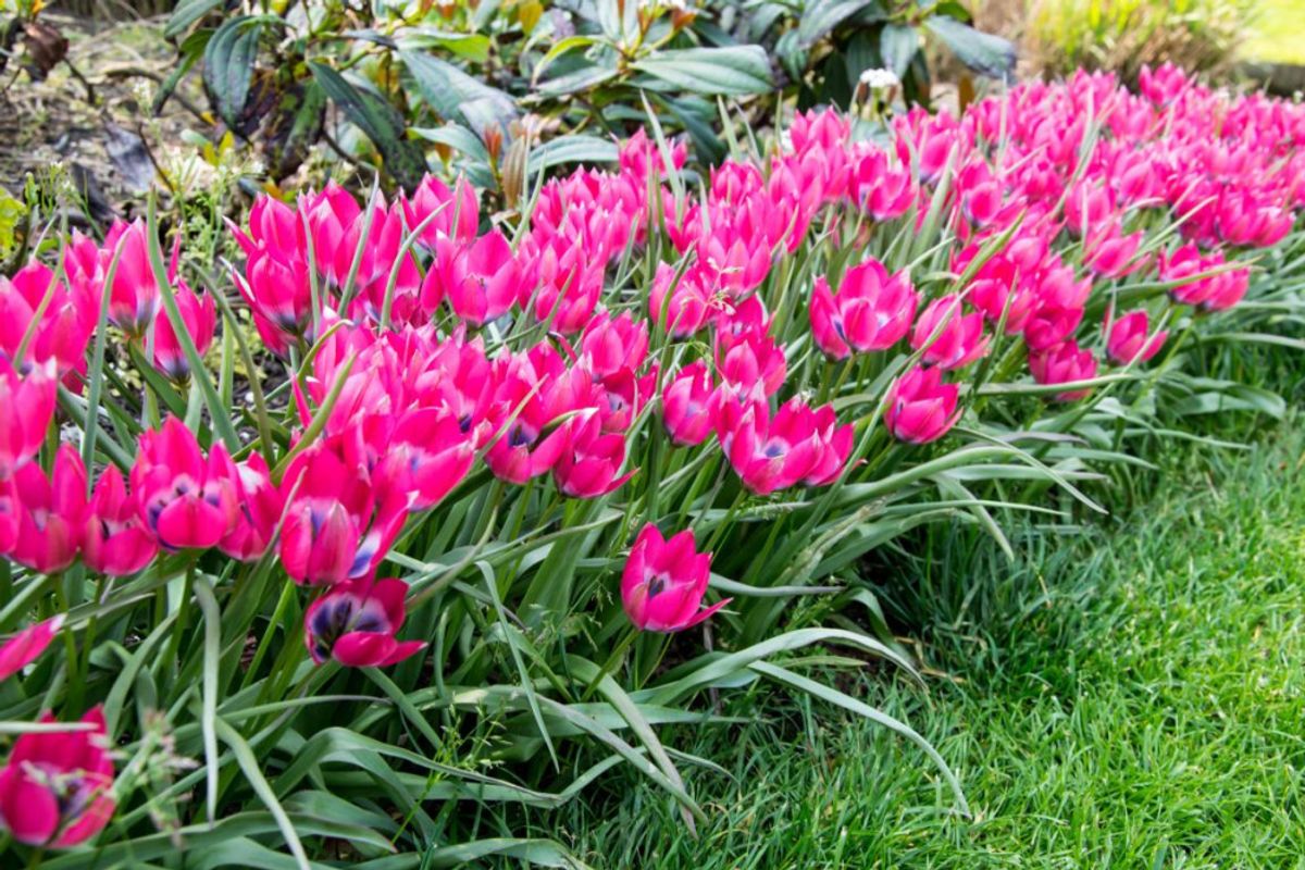Tulipan Little Beauty  10 stykk 
