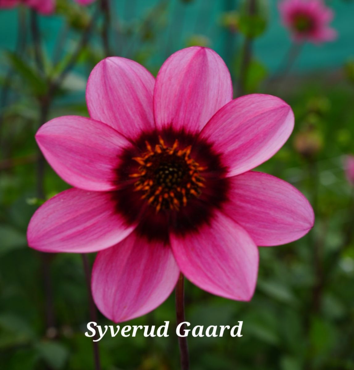 Dahlia Dusty Daisy/ Ruth's Choice Nyhet 2026