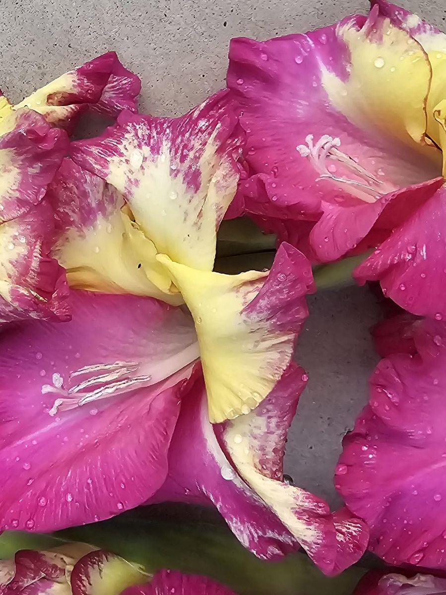 Gladiolus Stereo 7 stykk 