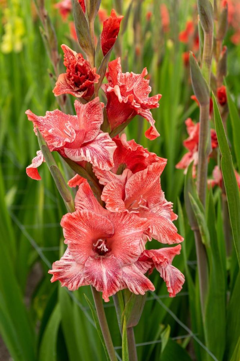 Gladiolus Strawberry Swirl 12 stykk Nyhet