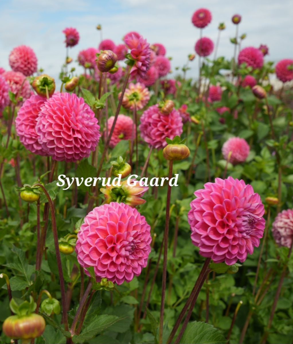 Dahlia big pack Dikara Superb 3 stykk Nyhet 2026