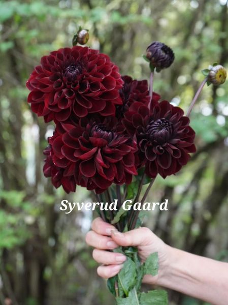 Hovedbilde Dahlia Manoa 