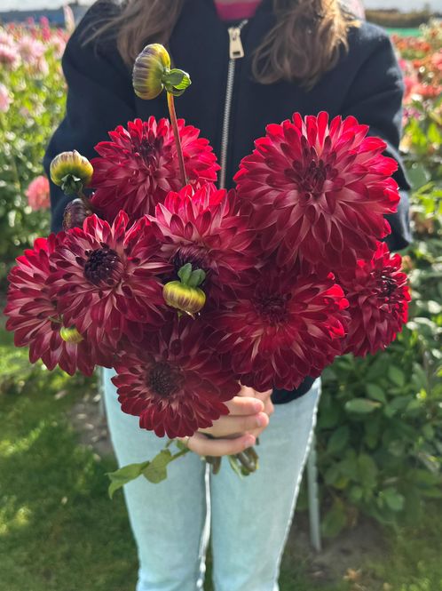 Hovedbilde Dahlia Bazuin Fyr Nyhet 2027