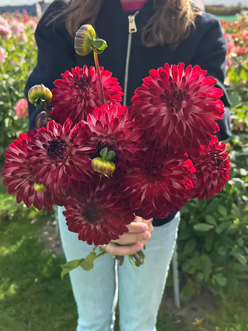Hovedbilde Dahlia Bazuin Fyr Nyhet 2027