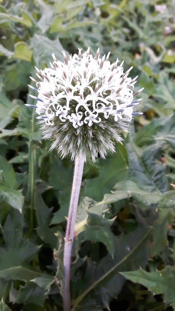 Echinops Arctic Glow 1 stykk Nyhet