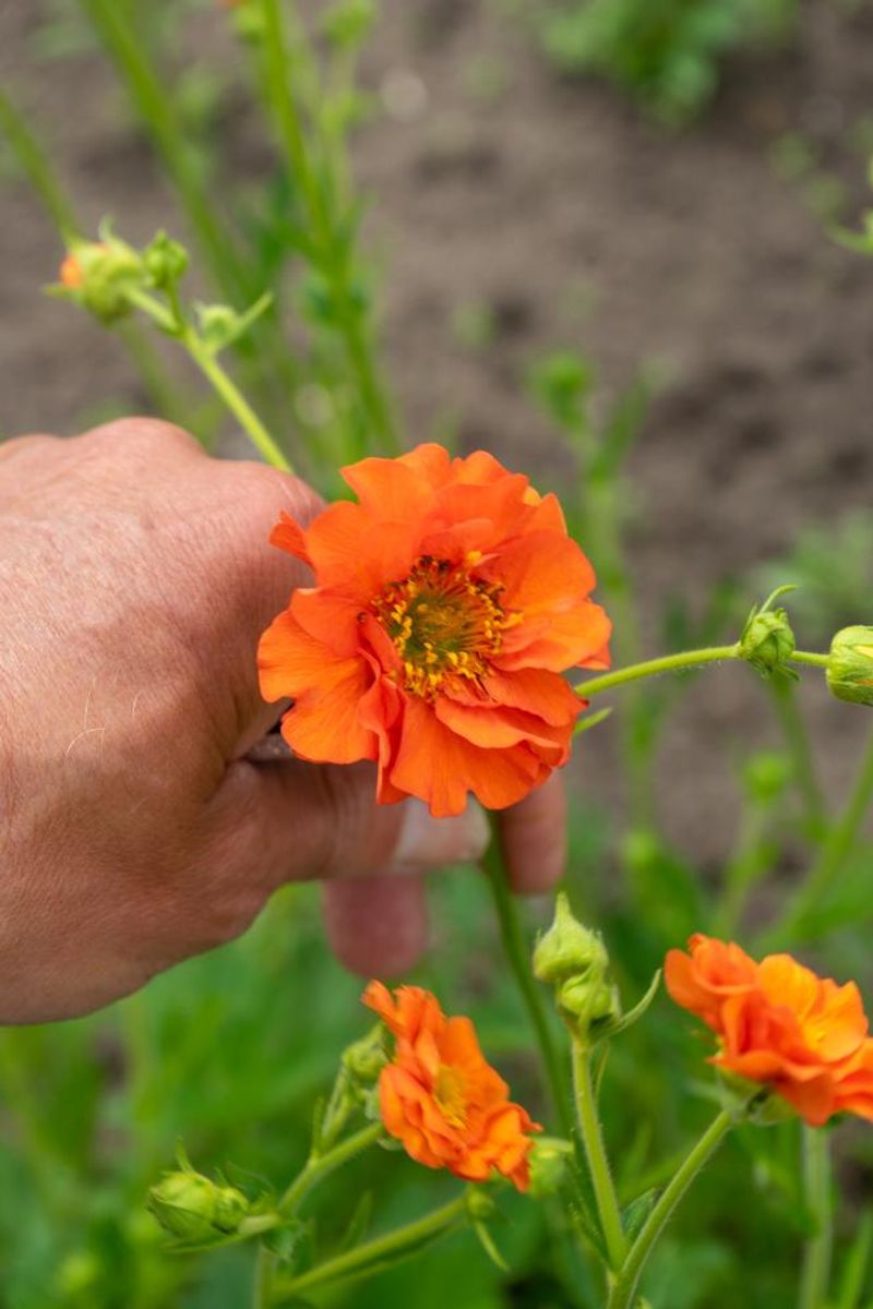 Geum Miss Clementine 1 stykk   Nyhet