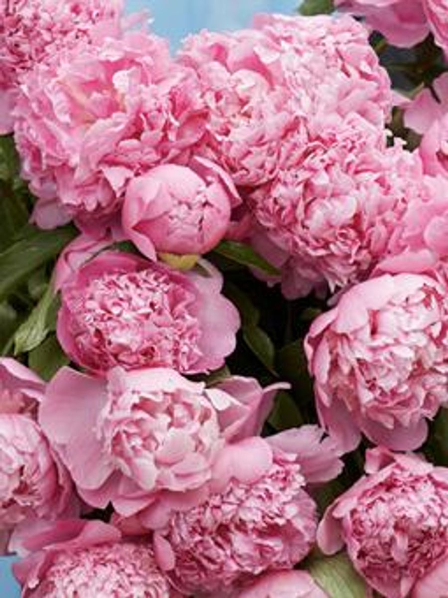 Paeonia Monsieur Jules Elie 