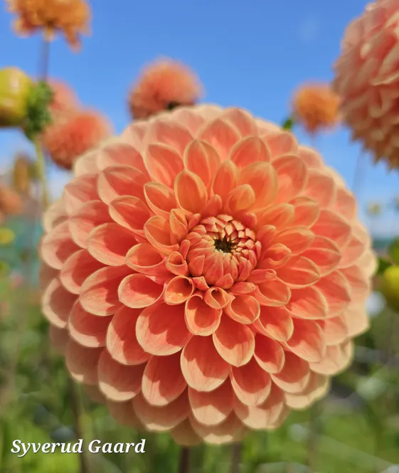 Hovedbilde Dahlia Beatrice Nyhet 2027