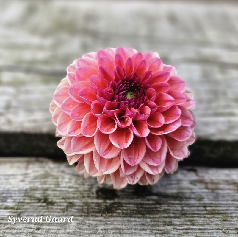 Dahlia Daisy Duke