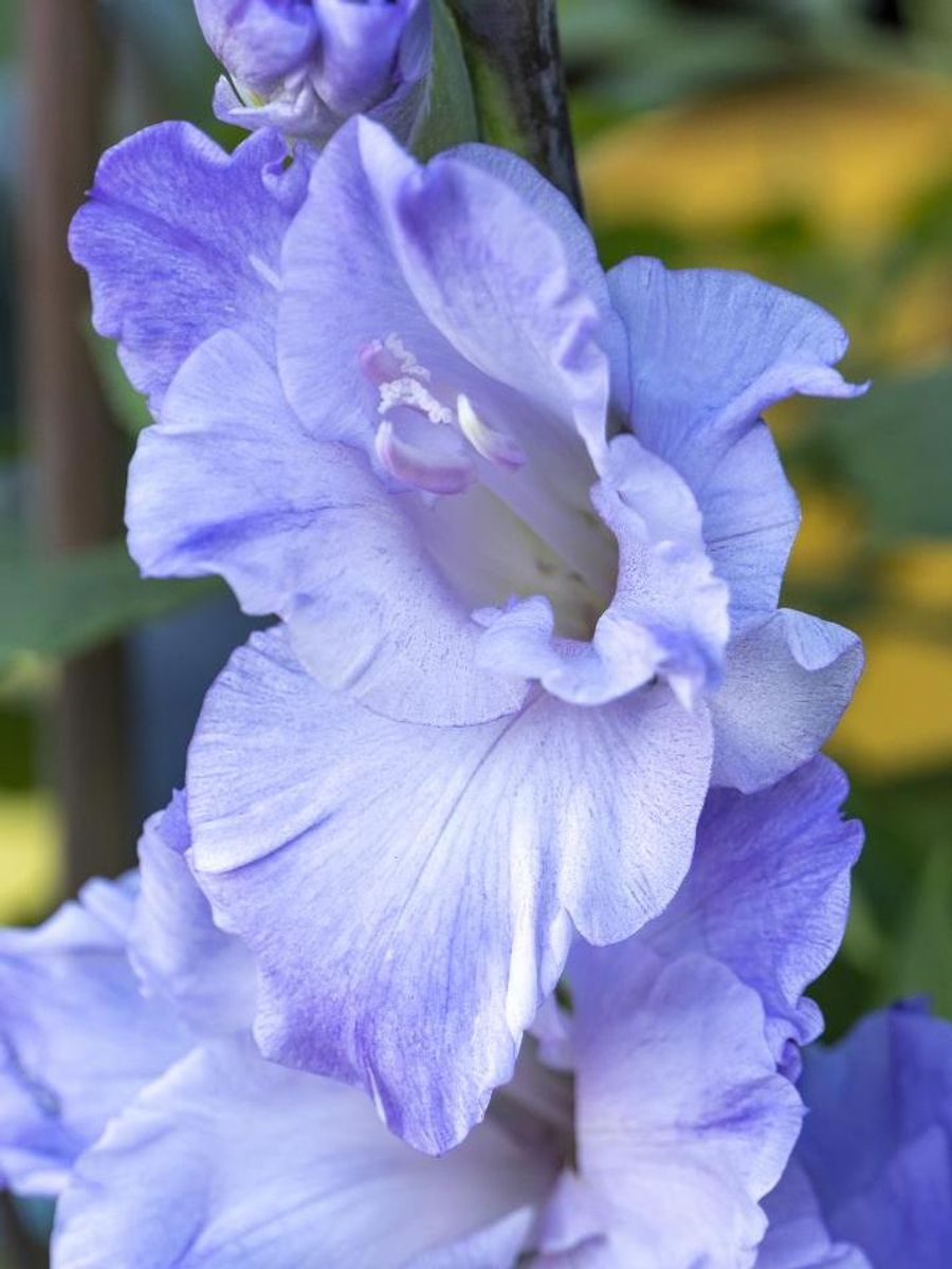 Gladiolus Milka 8 stykk Nyhet