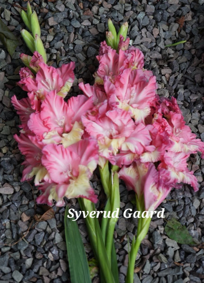 Gladiolus Mango Muse 10 stykk 