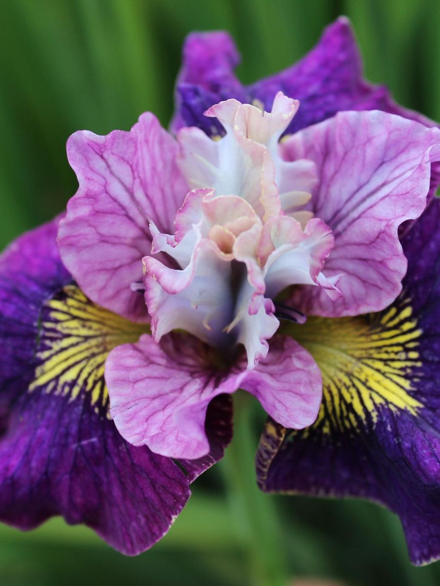 Iris Sibirica On Mulberry Street 1stykk 