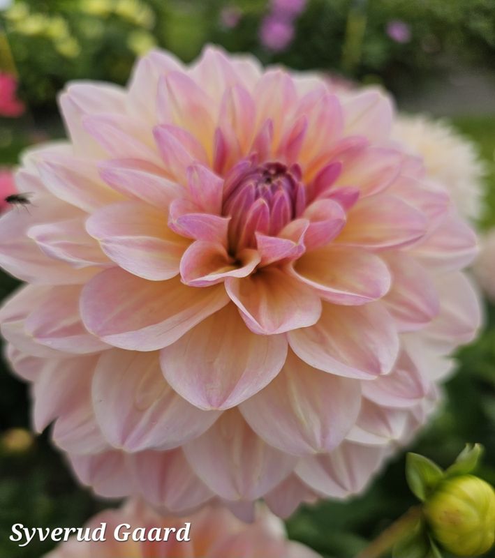 Dahlia Maya  