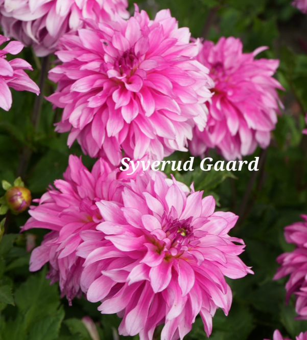 Hovedbilde Dahlia Lizz Baaij  Nyhet 2027