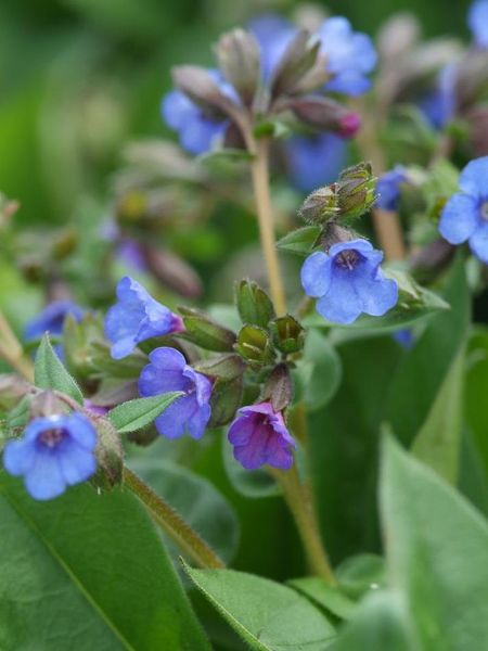 Hovedbilde Pulmonaria Blue Ensign1stykk Nyhet 