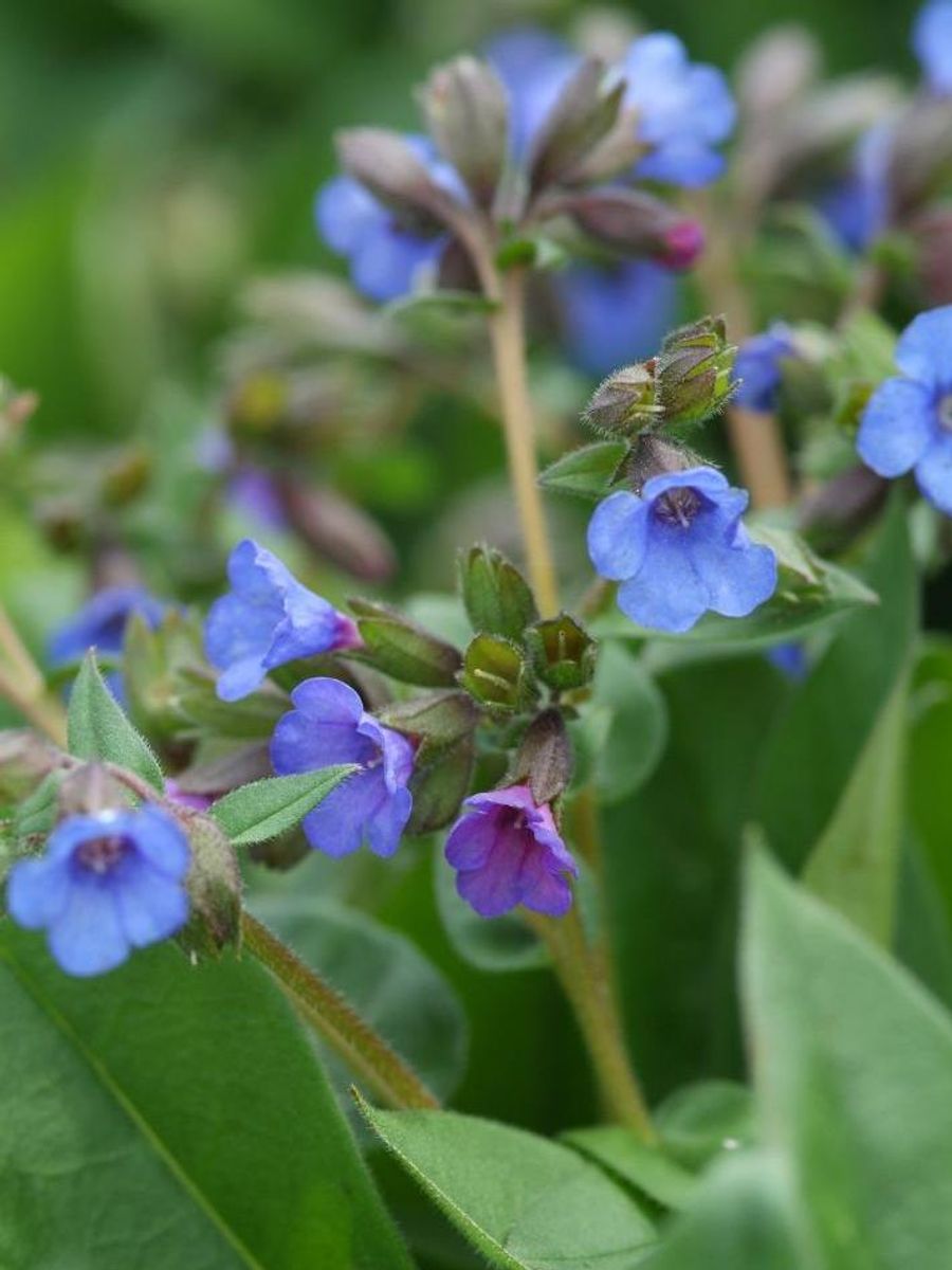 Pulmonaria Blue Ensign1stykk Nyhet 