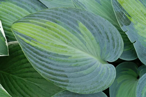Hovedbilde Hosta June 