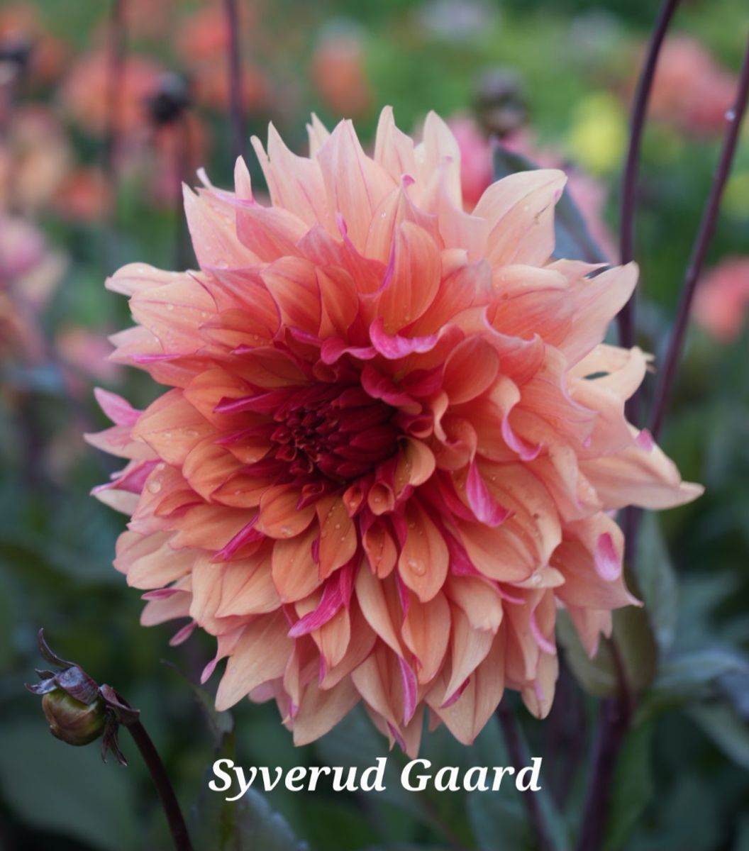 Dahlia Decora Nyhet 2026