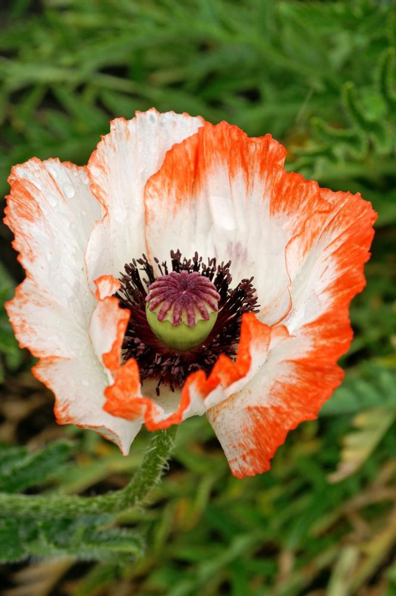 Papaver orientale Pinnacle 1 stykk Nyhet