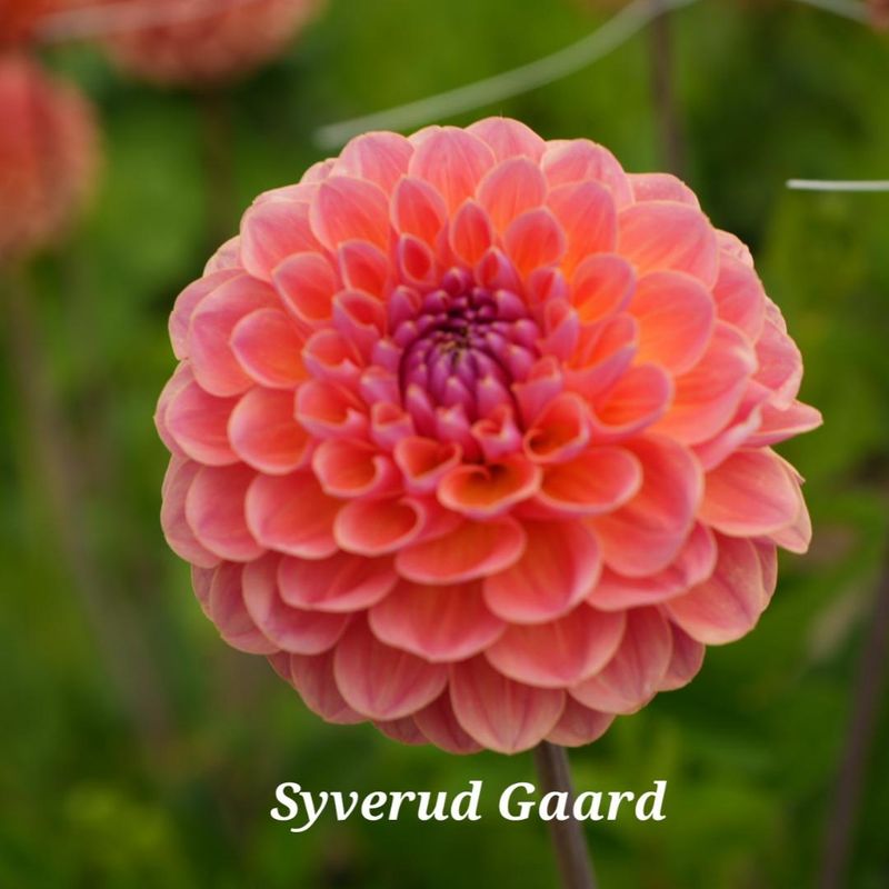 Dahlia Orange Breeze  