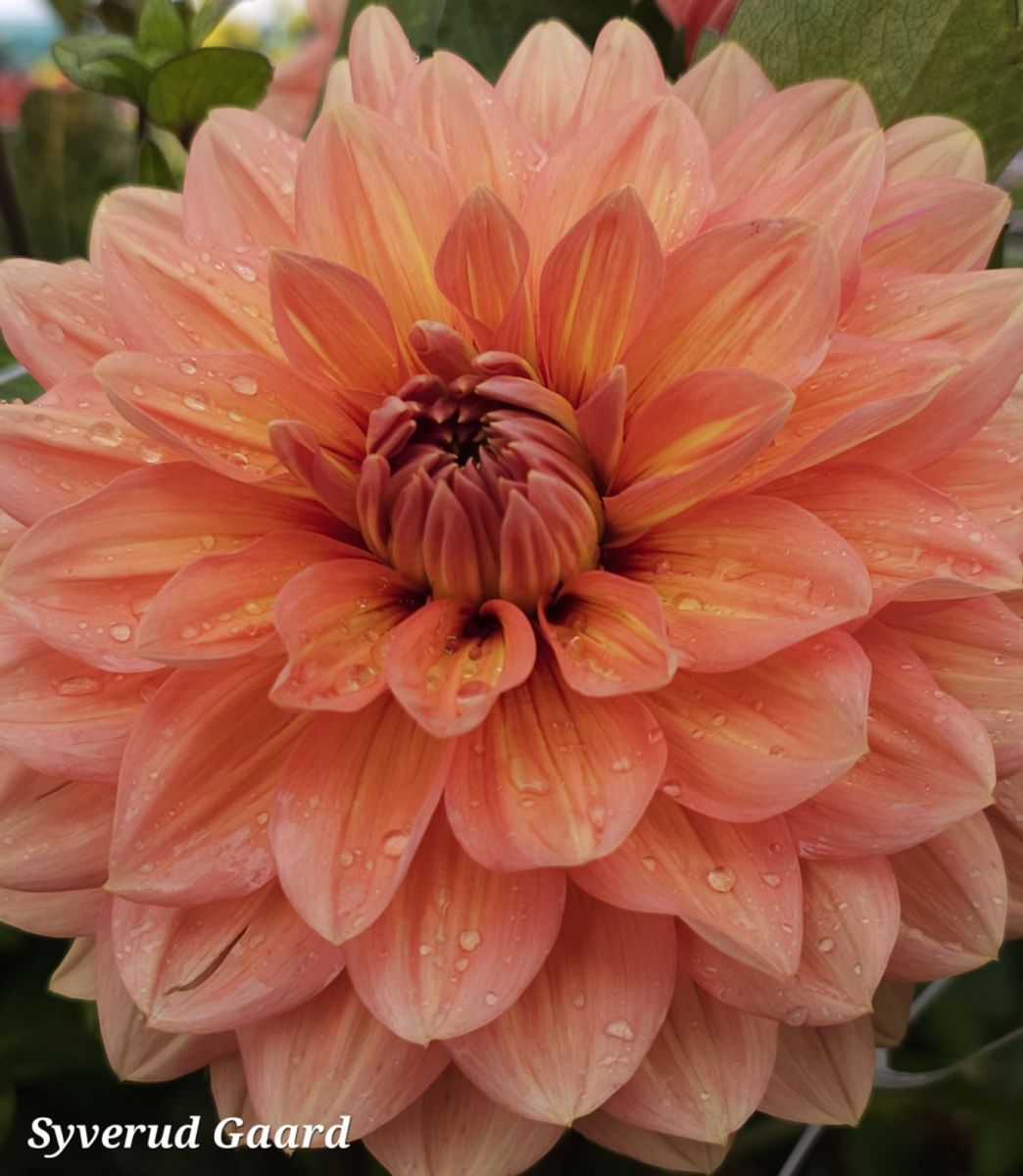 Dahlia Nicholas Nyhet 2026