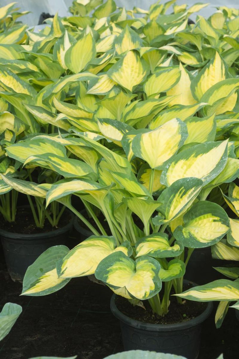 Hosta Forbidden Fruit 1 stykk Nyhet