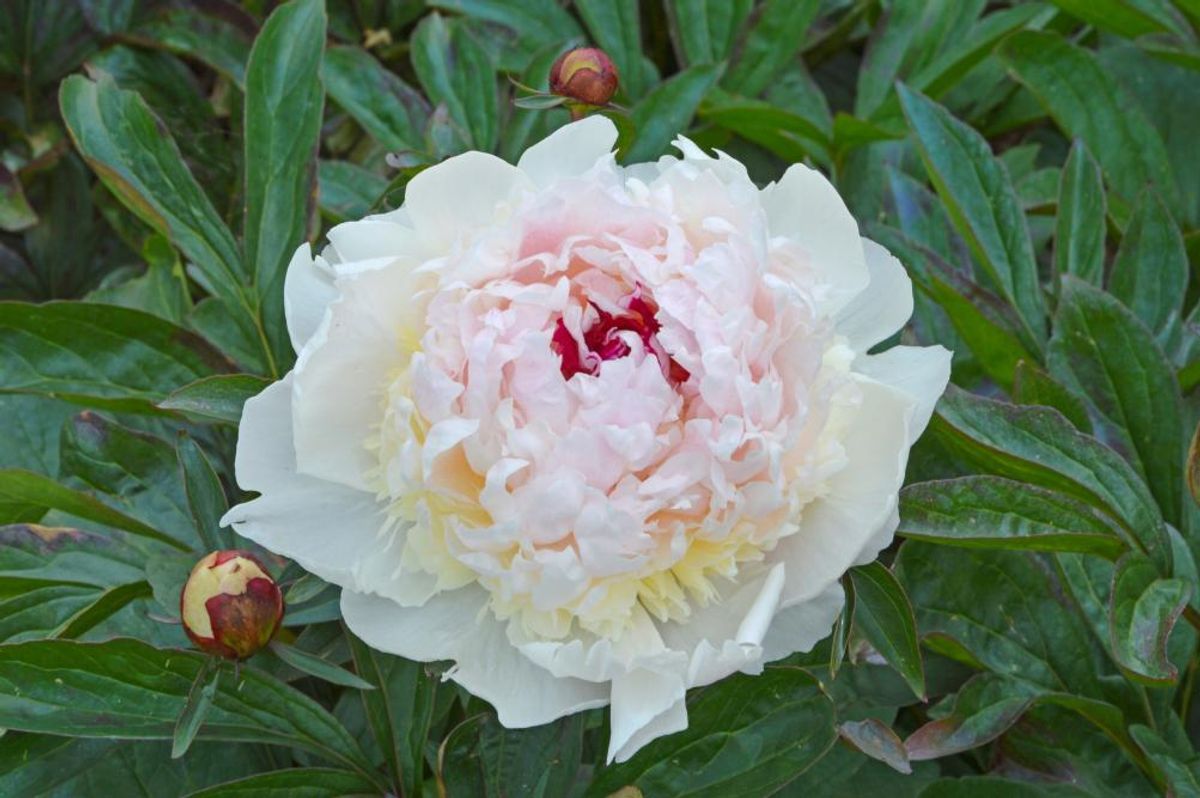 Paeonia Madame de Verneville Nyhet