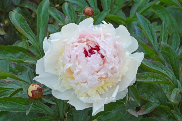 Hovedbilde Paeonia Madame de Verneville Nyhet