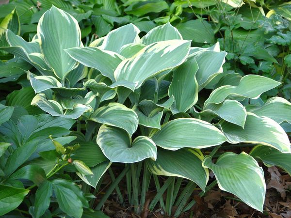 Hovedbilde Hosta Regal Splendor 1 stykk Nyhet