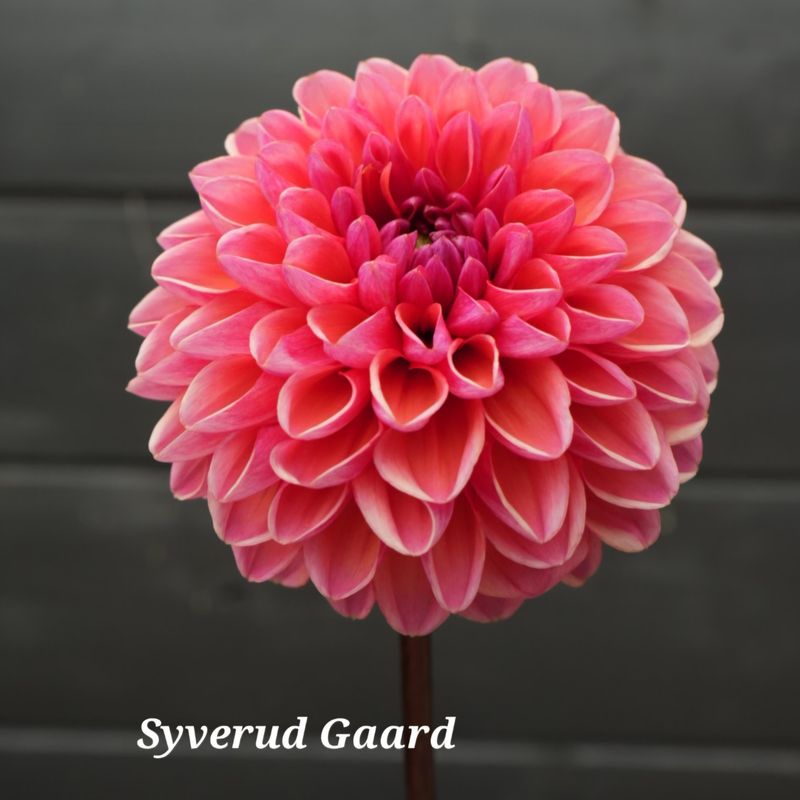 Dahlia Daisy Duke