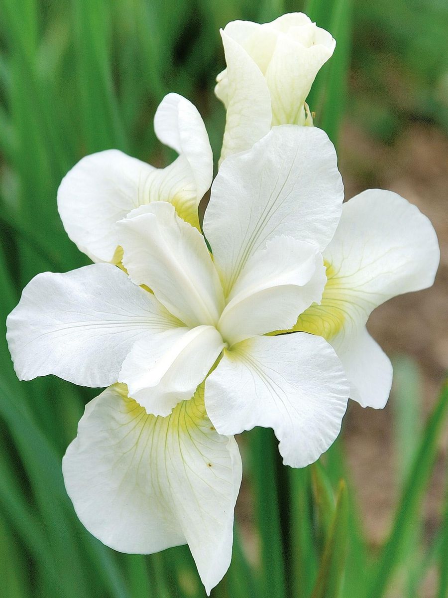 Iris Sibirica gull`s wing 1stykk