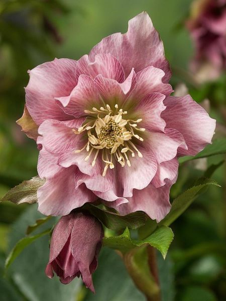 Hovedbilde Helleborus Double Ellen Pink 1 stykk 