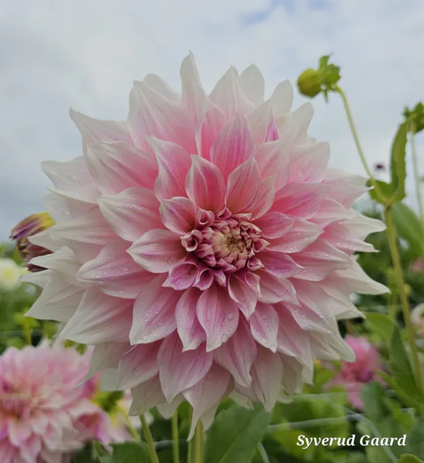 Hovedbilde Dahlia Café Au Lait Royal