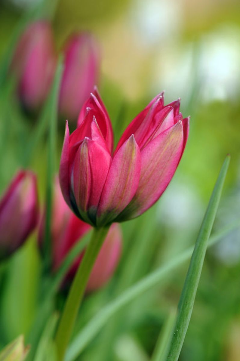 Tulipan Little Beauty  10 stykk 