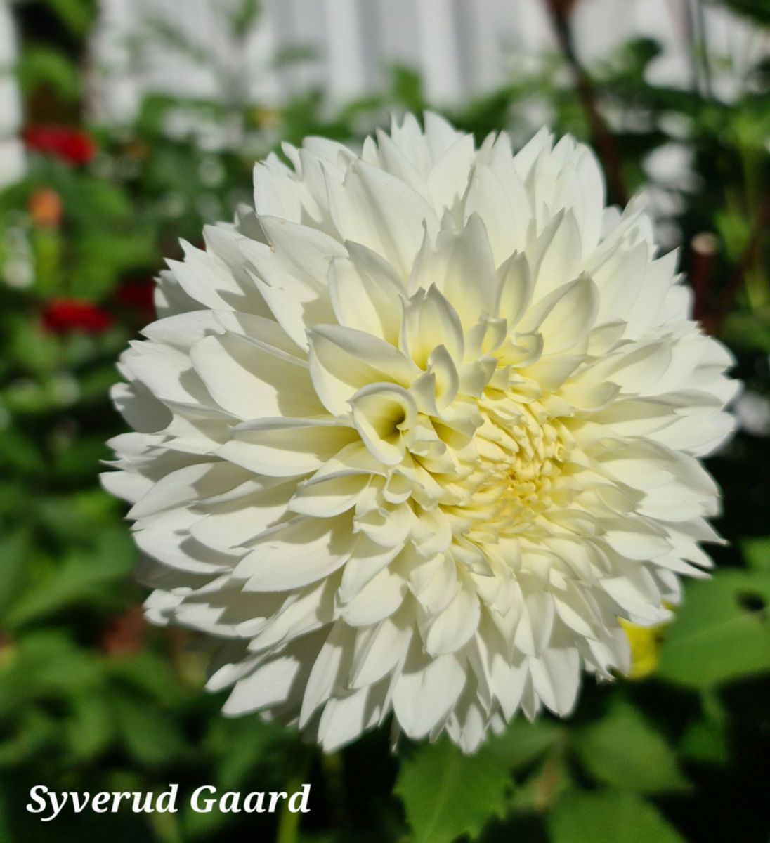 Dahlia Gitt's Attention 